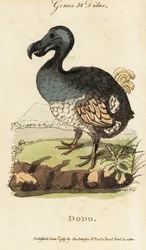 Uitgestorven dodo, Raphus cucullatus (Didus ineptus)