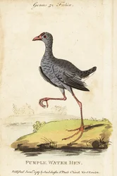 Grijskopwaterhoen, Porphyrio poliocephalus
