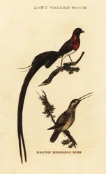 Langstaartparadijswida, Vidua paradisaea en roestkolibrie, Selasphorus rufus
