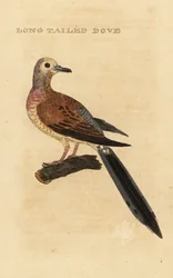 Treurduif, Zenaida macroura