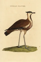 Kievit, Vanellus vanellus