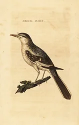Spotlijster, Mimus polyglottos