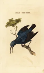 Paarse honingzuiger, Cyanerpes caeruleus