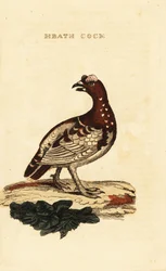 Moerassneeuwhoen, Falcipennis canadensis canace