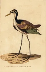 Jacana, Jacana jacana