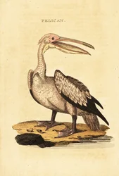 Grote witte pelikaan, Pelecanus onocrotalus
