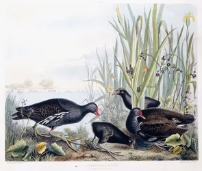Amerikaanse waterhoen (waterhoen) (mannetje, vrouwtje en jong), ca. 1841