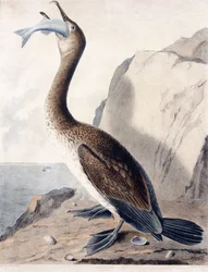 Aalscholver (van het eerste jaar), c.1841