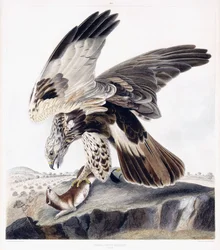 Ruigpootbuizerd (vrouwelijk), c.1841