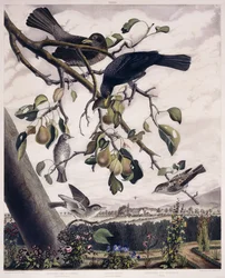 Grauwe vliegenvanger (mannetje en vrouwtje), merel (mannetje en vrouwtje) en grauwe vliegenvanger (jong), ca. 1841