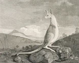 Een dier gevonden aan de kust van Nieuw-Holland, genaamd Kanguroo, c.1773 (gravure, ets)