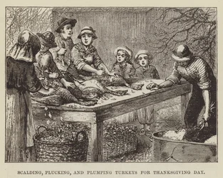 Kalkoenen schroeien, plukken en opblazen voor Thanksgiving Day