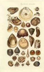 Conchologische handleiding Plaat 11. Oesters en andere schelpen