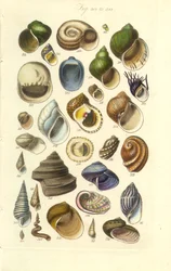 Conchologische handleiding Plaat 15. Kleurrijke schelpen waaronder Abalone schelpen
