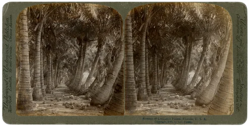 Laan van kokospalmen, Florida, VS, 1891