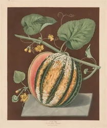 Pomona Britannica: No. 64 - Scarlet Flesh Romana Meloen, 1812