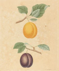 Twee pruimen