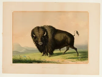 Buffelstieren grazen - nr.2