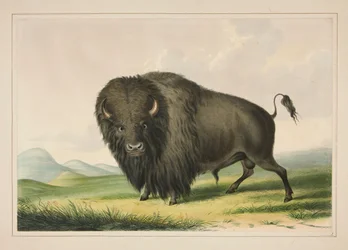 Buffalo Bull Grazing, pl. 2 uit de North American Indian Portfolio