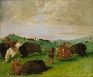 Buffalo Chase, stieren in gevecht met mannen en paarden