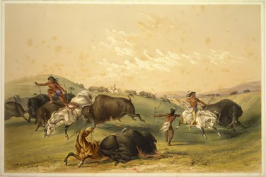 Buffeljacht: Een talrijke groep