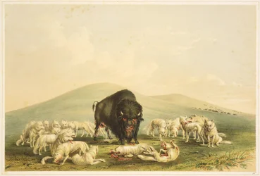 Buffeljacht: Buffeljacht: Witte wolven vallen buffelstier aan