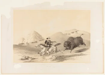 Buffeljacht terug nr. 12