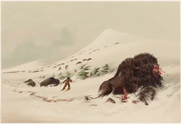 Buffeljacht, stervende buffelstier in een sneeuwduin