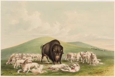 Buffeljacht, witte wolven vallen een buffelstier aan