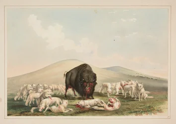 Buffeljacht, witte wolven vallen een buffelstier aan, pl. 10 uit de North American Indian Portfolio