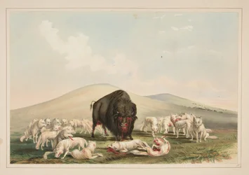 Buffalojacht, witte wolven vallen een buffelstier aan, plaat 10 uit het Portfolio van Noord-Amerikaanse indianen