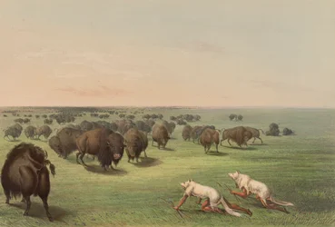 Buffeljacht, Met Wolfshuid, pl. 13 uit de North American Indian Portfolio