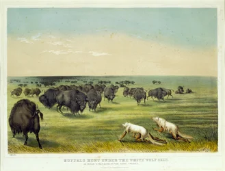 Buffeljacht onder de huid van de witte wolf