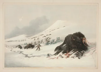 Stervende Buffelstier, in Sneeuwdrift, pl. 17 uit de North American Indian Portfolio