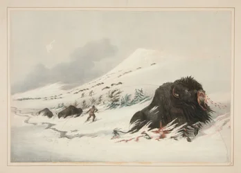 Stervende bizonstier in een sneeuwduin, plaat 17 uit het Portfolio van de Noord-Amerikaanse Indianen
