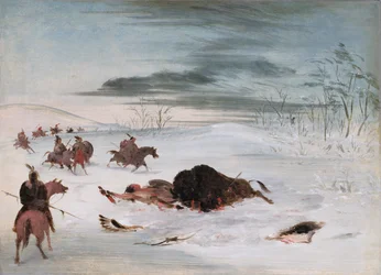 Stervende buffelstier in een sneeuwjacht