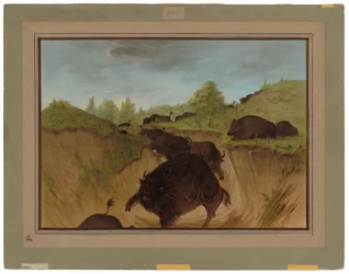 Grizzlyberen die buffels aanvallen