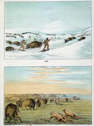 Indianen van Amerika. Bisonjacht: Indianen dragen sneeuwschoenen om in de winter te jagen en bedekken zich met wolvenhuid in de zomer. Illustratie door George Catlin (1794-1872)