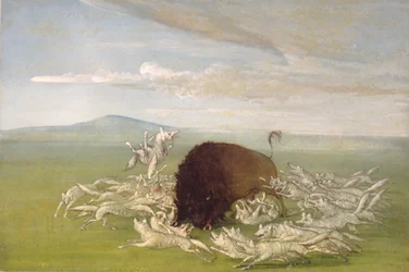 Witte wolven vallen een buffelstier aan