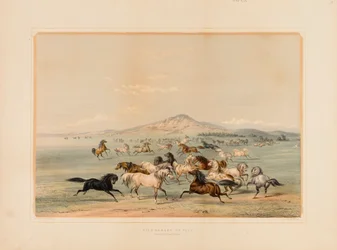 Wilde paarden aan het spelen - nr. 3