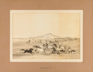 Wilde paarden aan het spelen - nr. 3