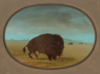 Gewonde Buffelstier, 1861-1869