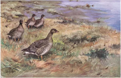 Bosboon Gans (litho)