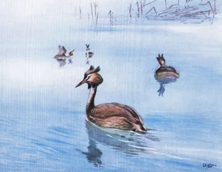 Geoorde fuut (litho)