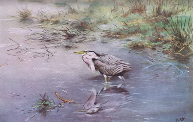 Grijze reiger (litho)