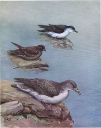Madeiraan kleine pijlstormvogel, Bulwer