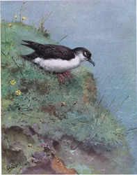 Manx Pijlstormvogel (litho)
