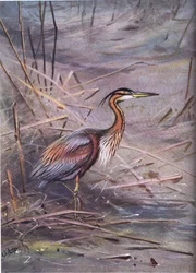 Purperreiger (litho)