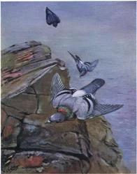 Rotsduif (litho)