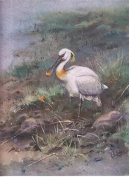 Lepelaar (litho)